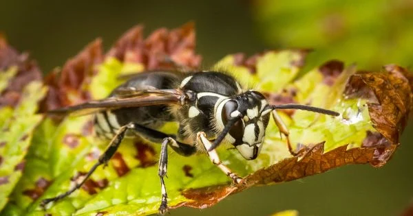 wasp spotlight the bald faced hornet: Why This Pest Appears in Homes