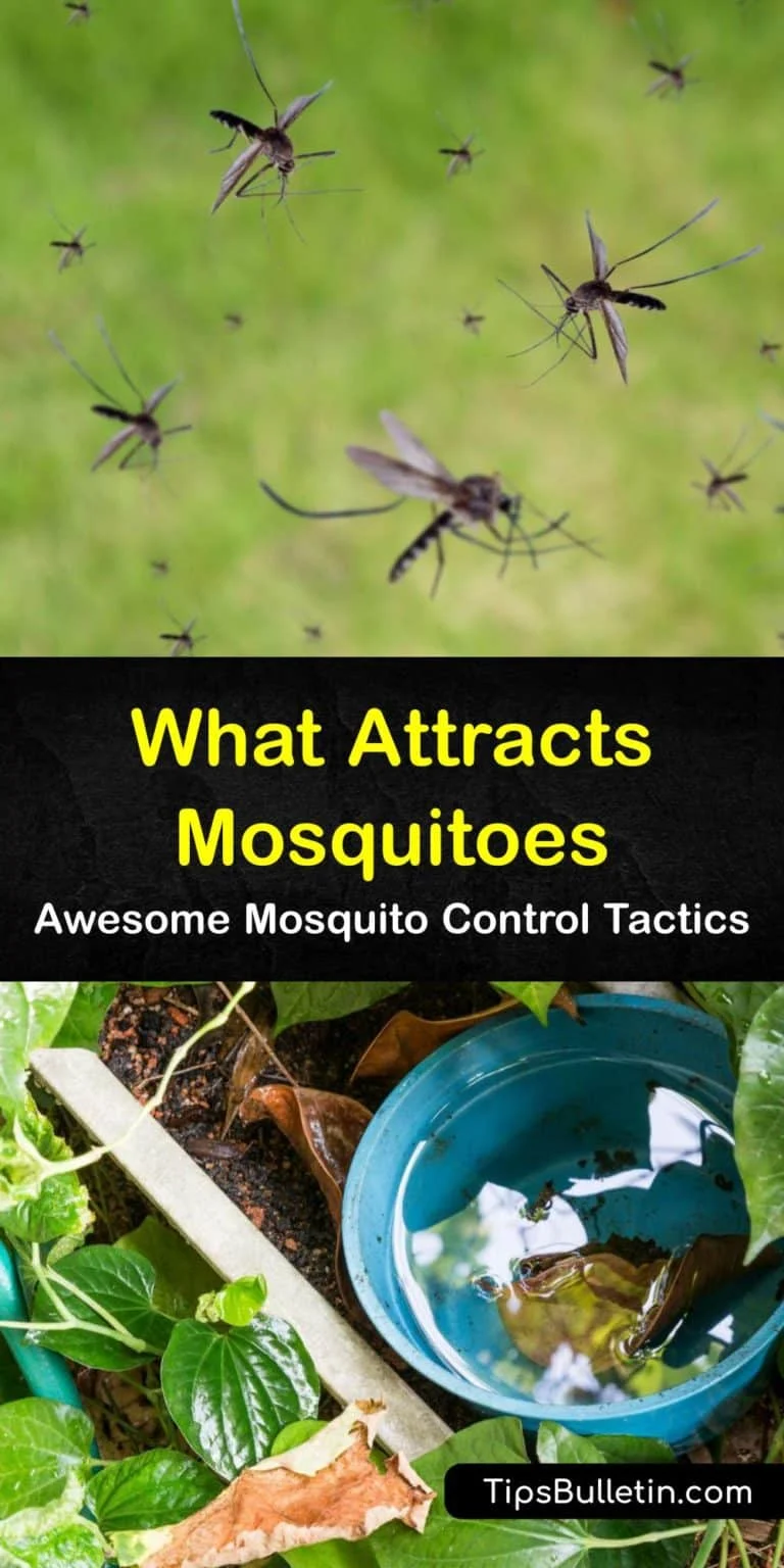 what are mosquitoes attracted to: Understanding the Basics