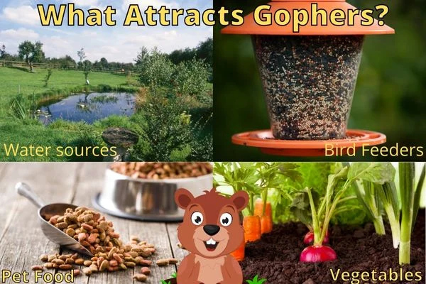 What Attracts Gophers: Primary Food Sources and Habitat Needs