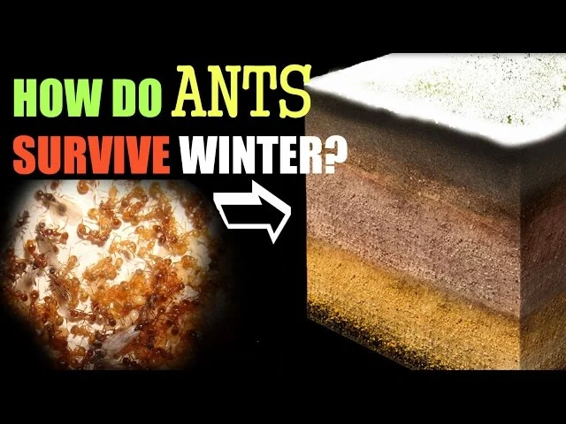what do ants do during the winter – Natural Removal Methods