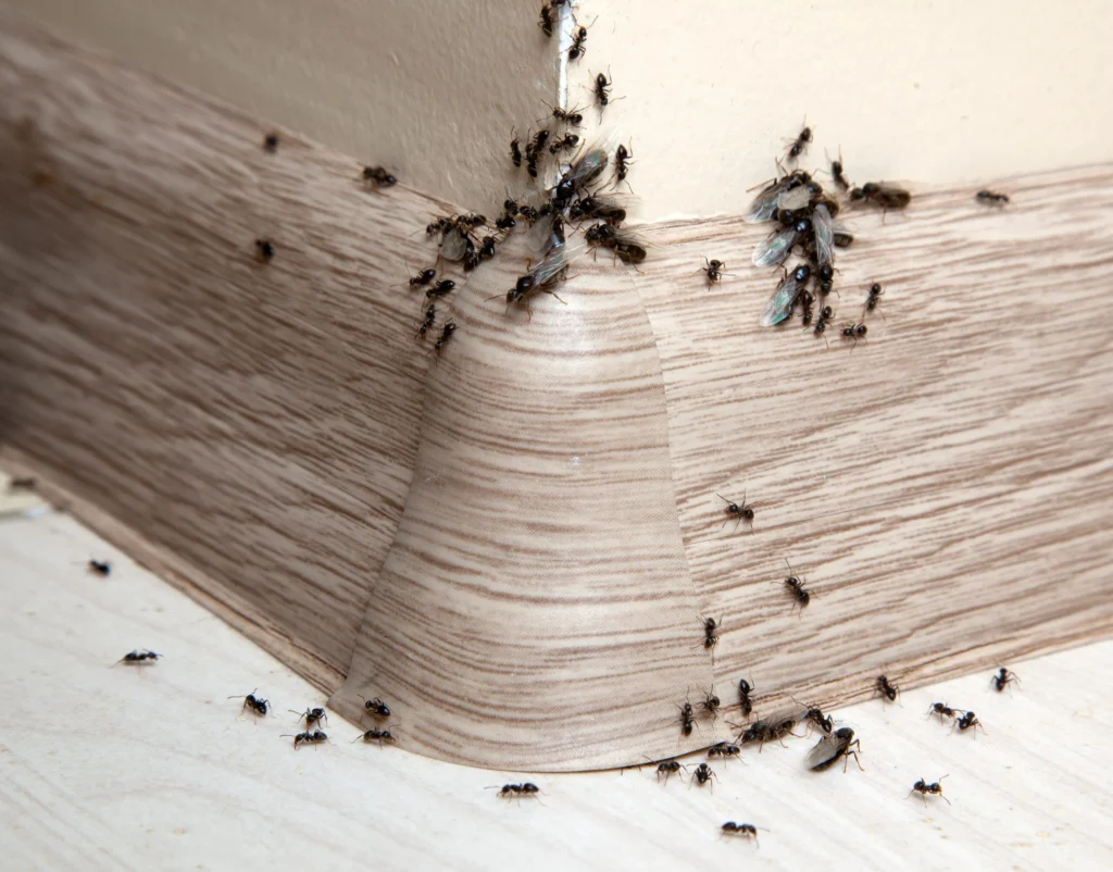 what do ants do during the winter – Signs of Infestation
