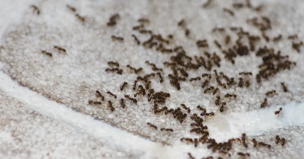 what do ants do during the winter – Why This Pest Appears in Homes