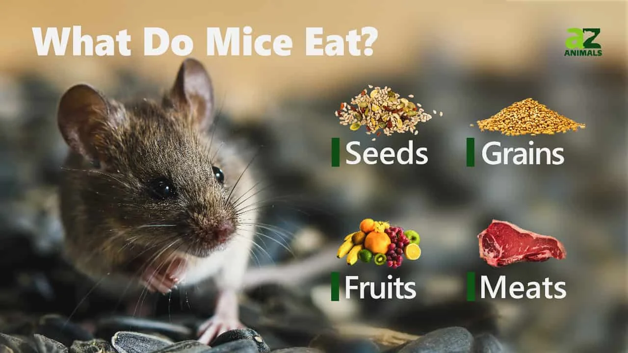 what do mice eat: Common Food Sources and Preferences