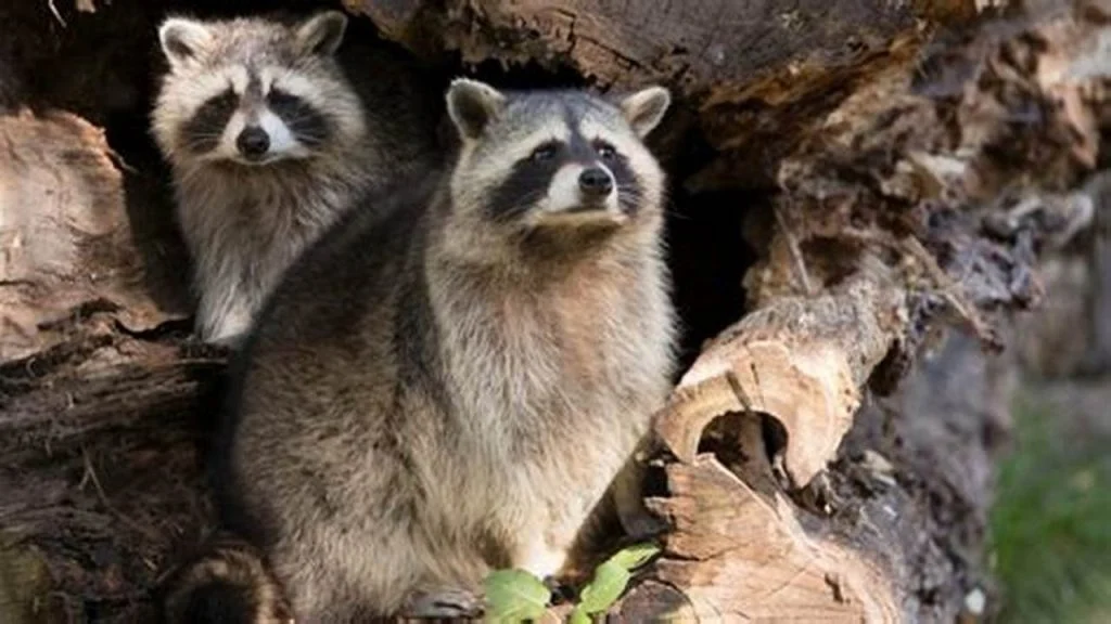 What Do Raccoon Nests Look Like? Understanding the Structure