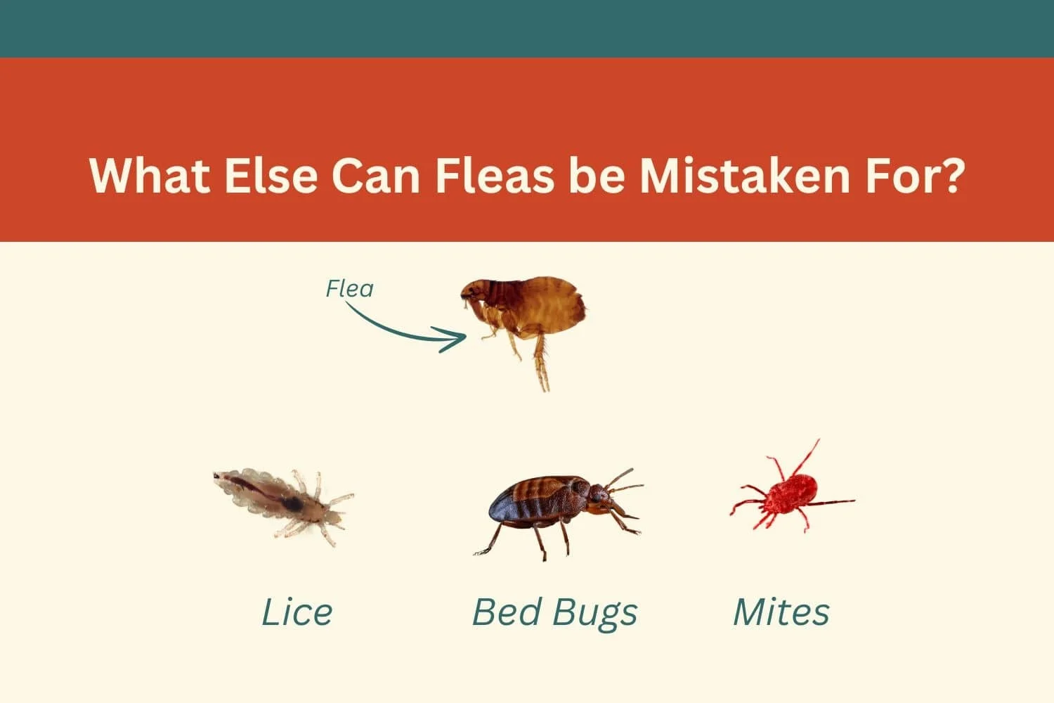 What Does a Flea Look Like to Human Eye? Basic Physical Description