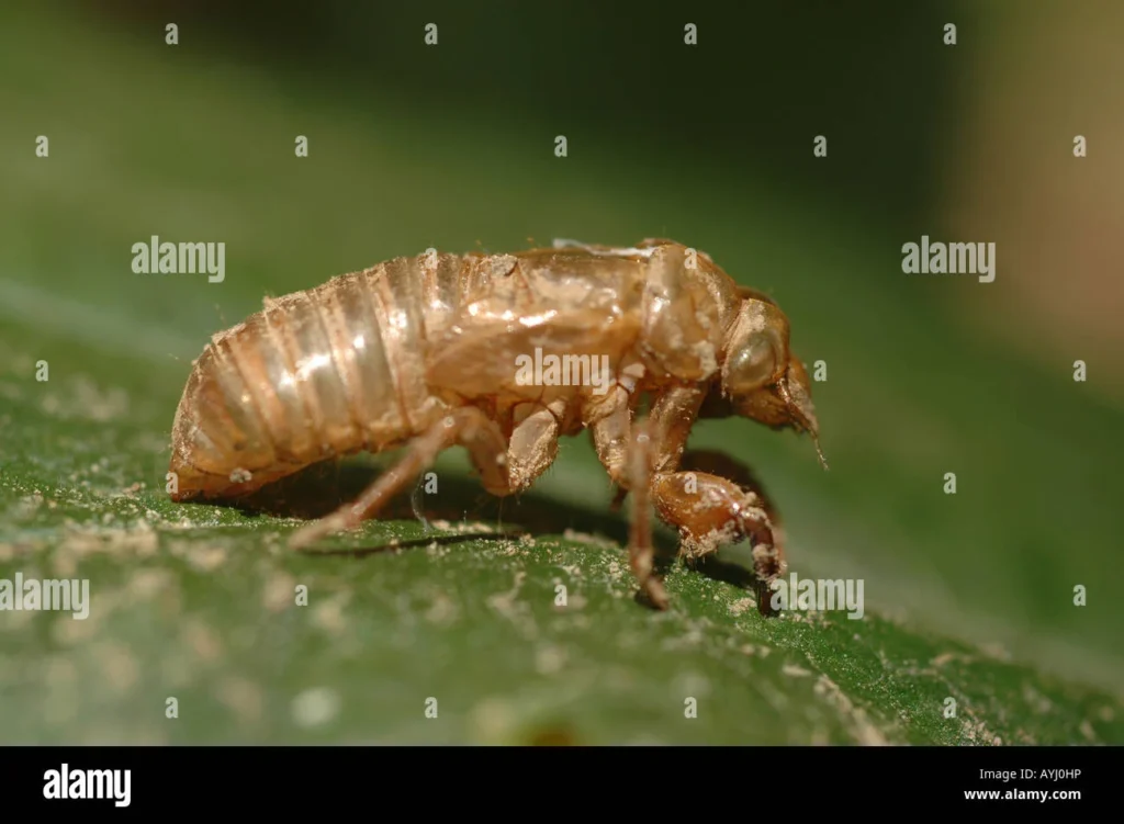What Does a Locust Shell Look Like? Why This Pest Appears in Homes