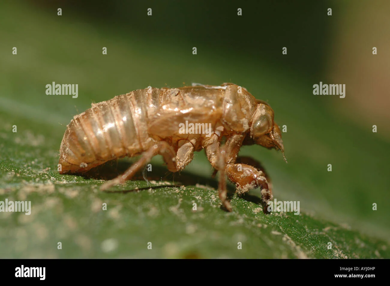 What Does a Locust Shell Look Like? Why This Pest Appears in Homes