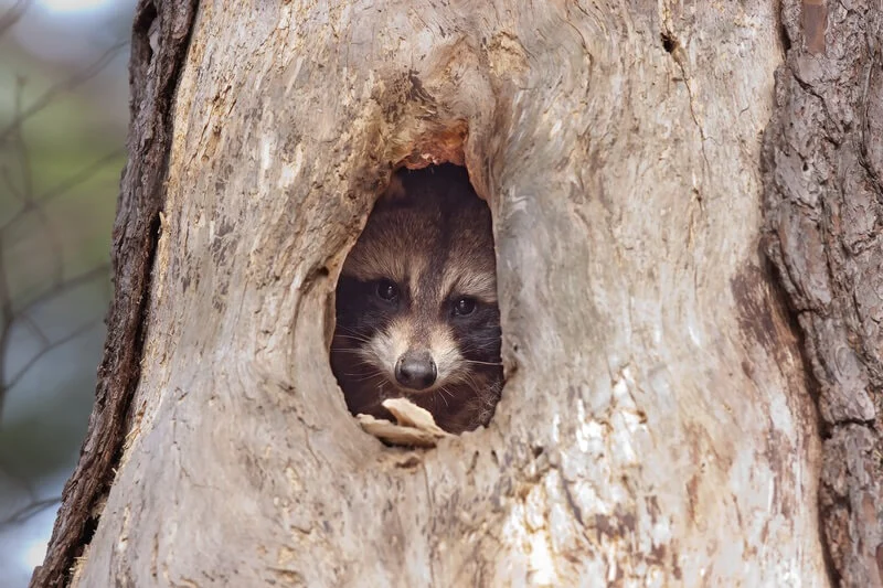 what does a raccoon nest look like in a tree