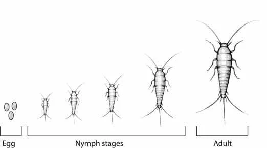 what does a silverfish insect look like: Seasonal and Developmental Variations
