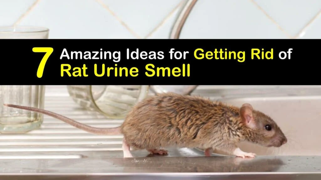 what does rat pee smell like: identifying the odor