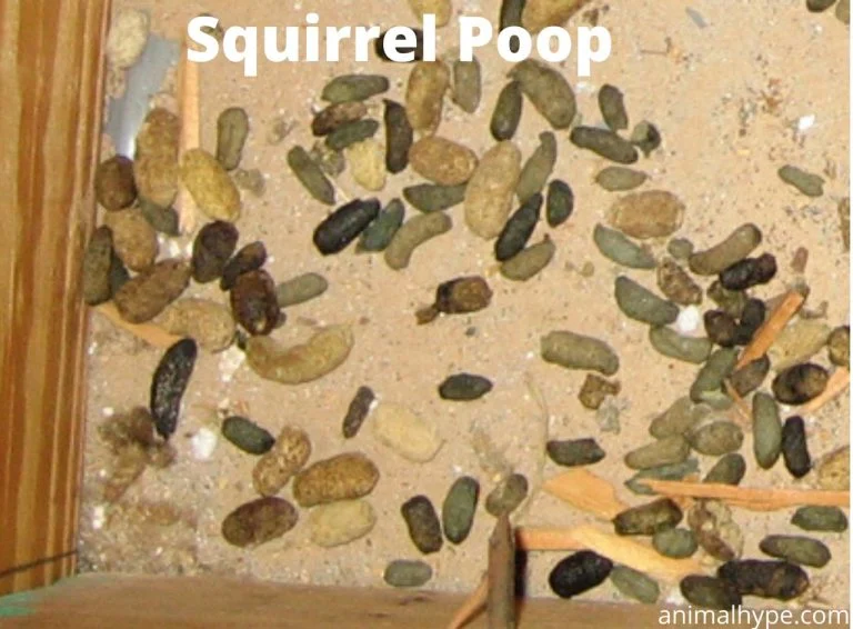 What Does Squirrel Pee Look Like? Visual Characteristics Explained