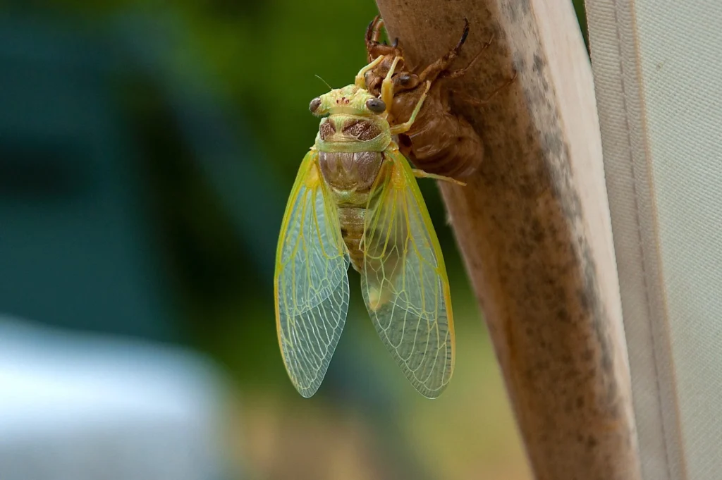 What Does the Cicada Look Like? Identifying This Summer Visitor