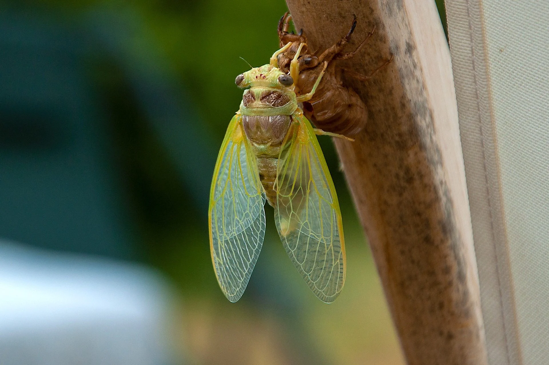 What Does the Cicada Look Like? Identifying This Summer Visitor