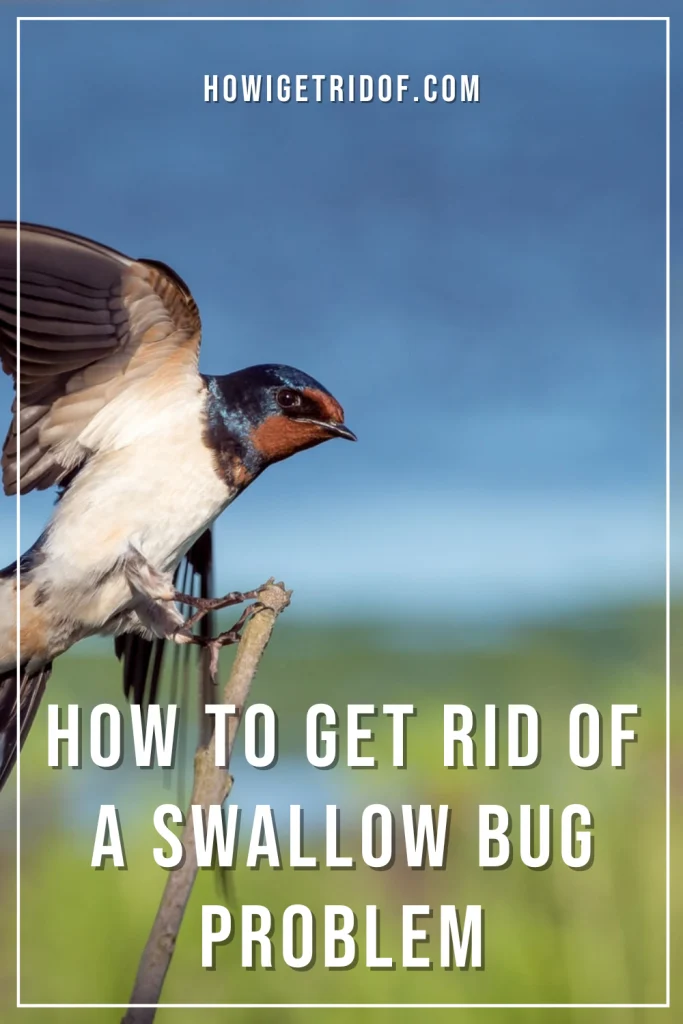 What Is a Swallow Bug? Signs of Infestation