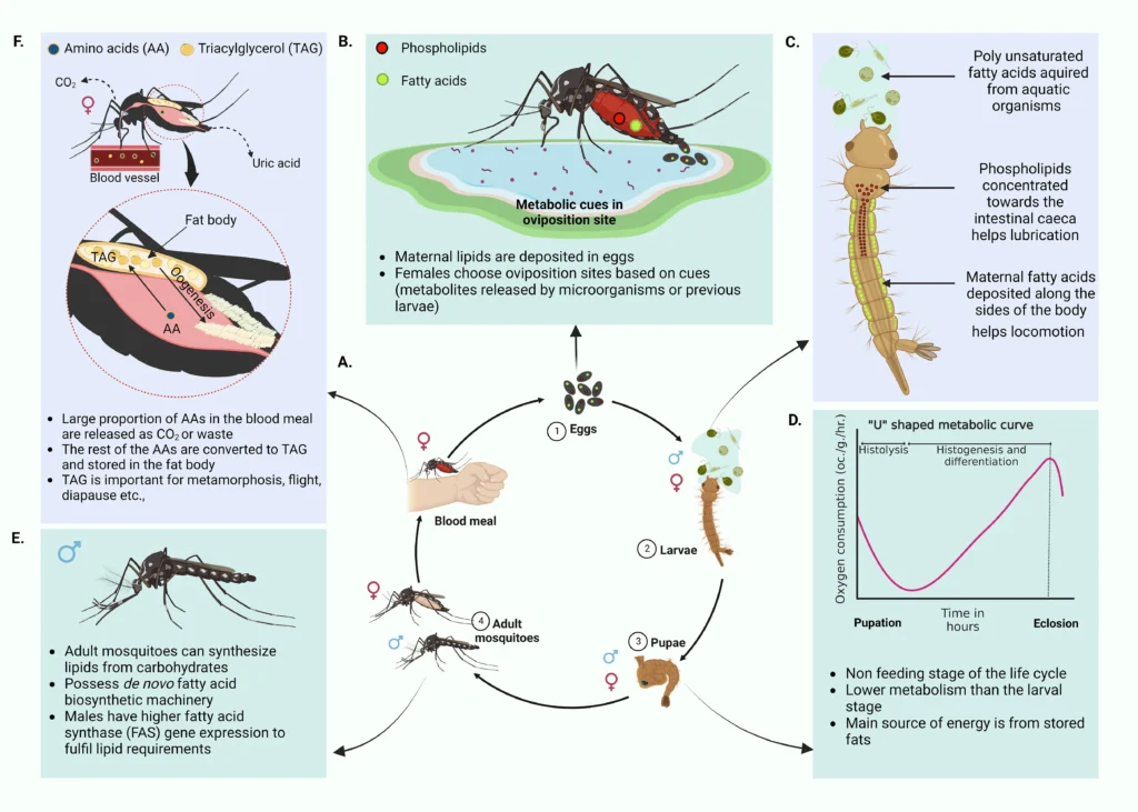 When Do Mosquitoes Return? Factors That Influence Their Comeback