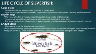 When Do Silverfish Appear: Seasonal and Environmental Triggers