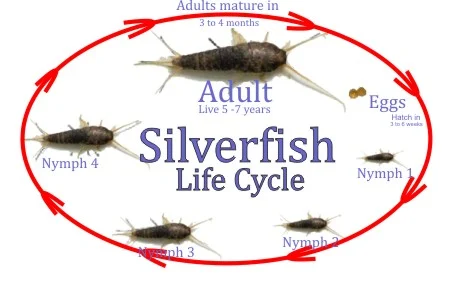when do silverfish spawn: Understanding Their Life Cycle