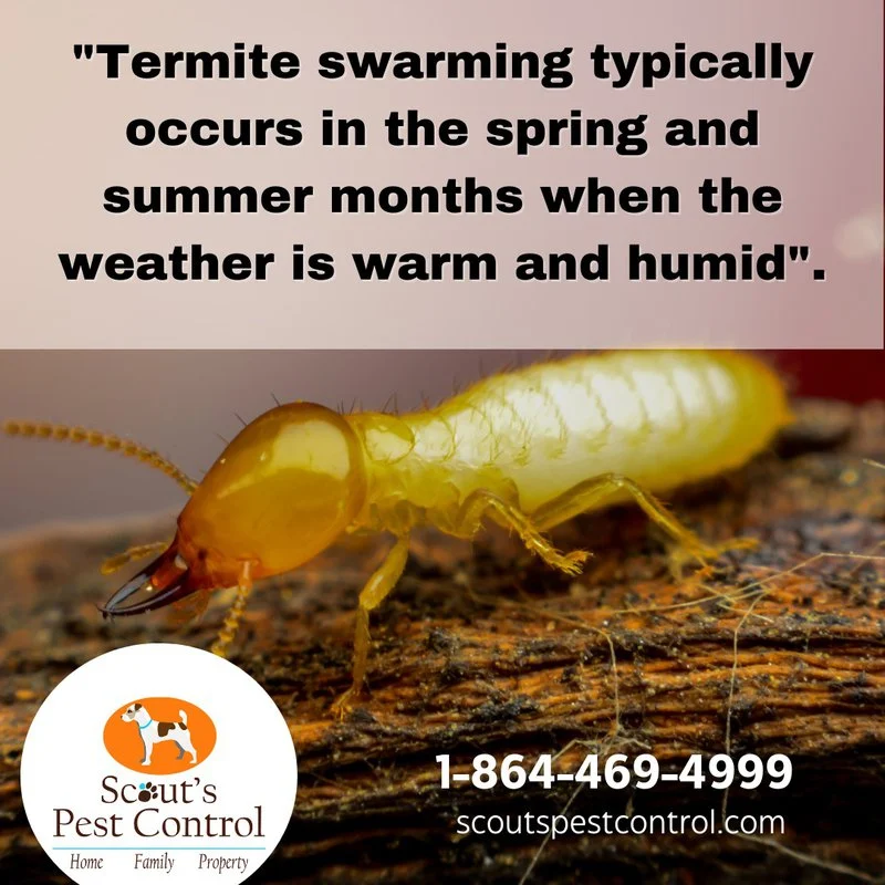 when does termite season end? Factors That Influence the Timeline
