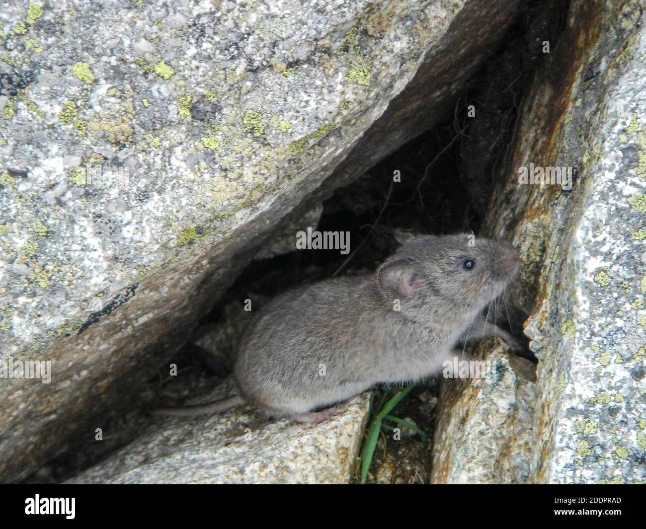 Where Do Field Mice Live: Typical Outdoor Habitats