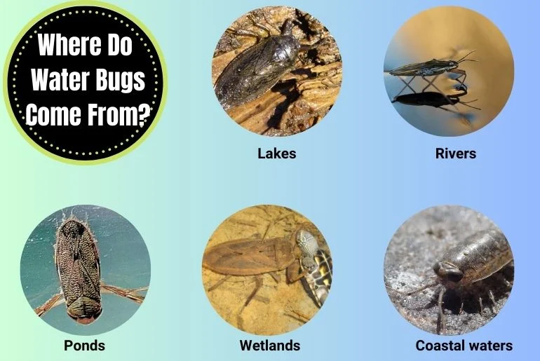 where do water bugs come from in pool – Understanding the Source