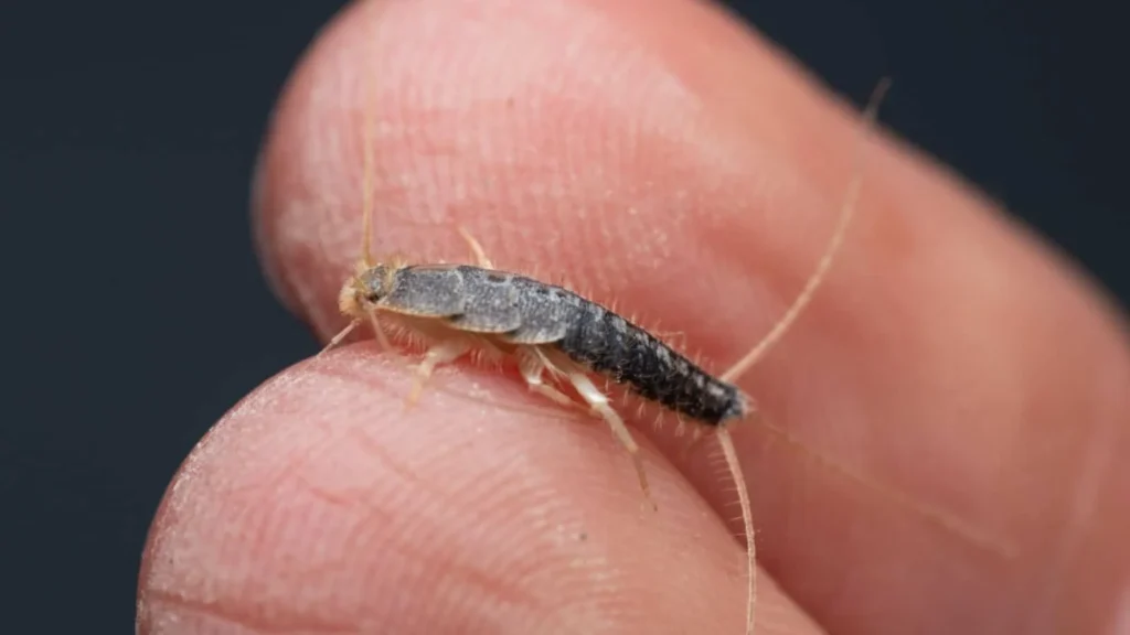 where would you find a silverfish unveiling the hidden havens of silverfish?