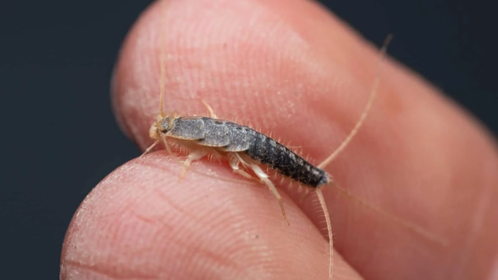 where would you find a silverfish unveiling the hidden havens of silverfish?