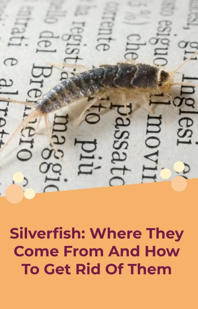 who to get rid of silverfish – Understanding Why They Invade Your Home