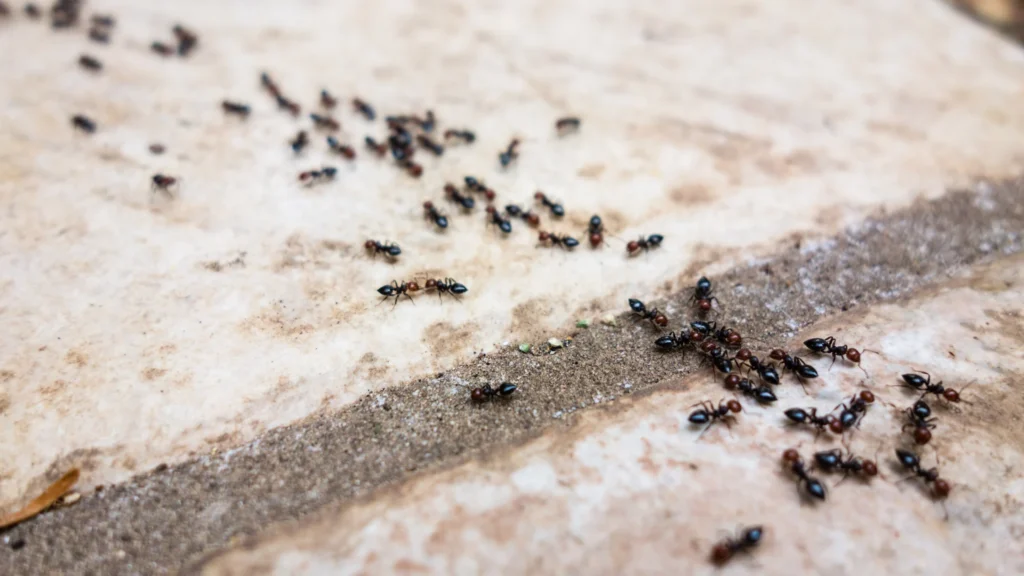 Why Ants Invade Homes