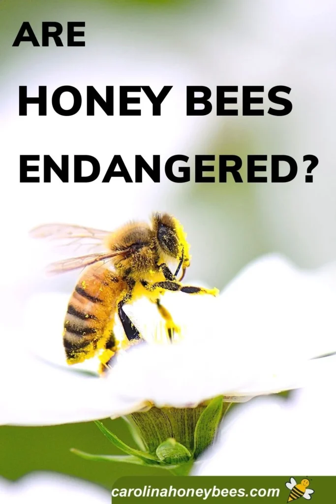 Why Are Bees Endangered 2?