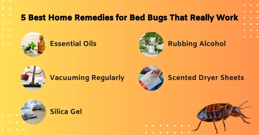 Why Bed Bug Treatment Becomes Necessary in Your Home