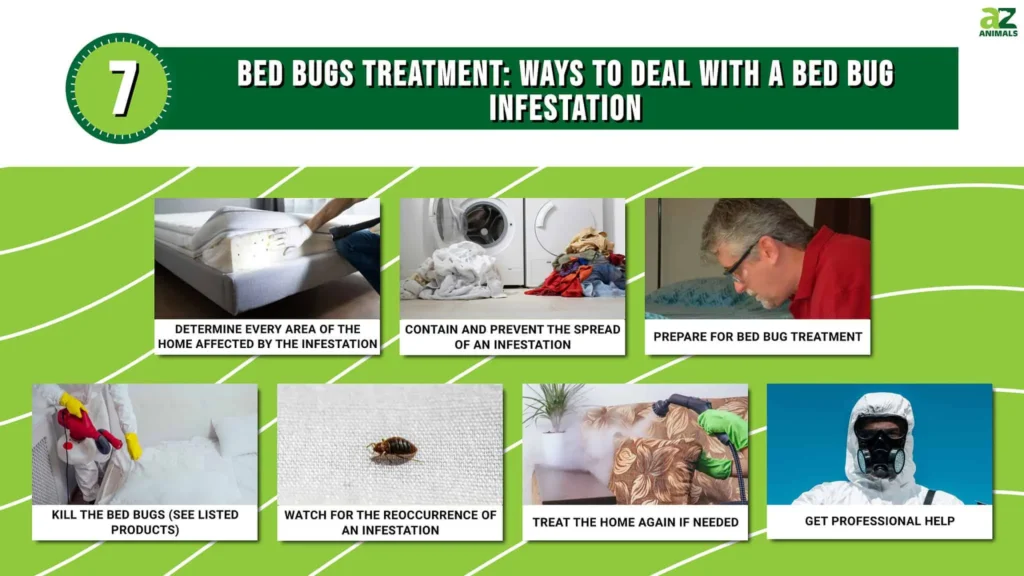 Why Bed Bug Treatment Cumming GA Is Essential: Understanding the Infestation