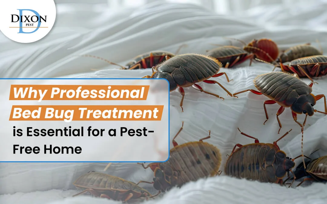 Why Bed Bug Treatment Dawsonville Is Often Needed