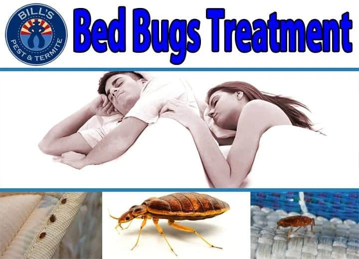 Why Bed Bug Treatment Lawrenceville Is Often Needed
