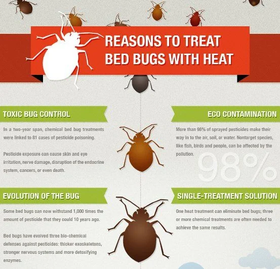 Why Bed Bug Treatment New Port Richey East Is Often Needed