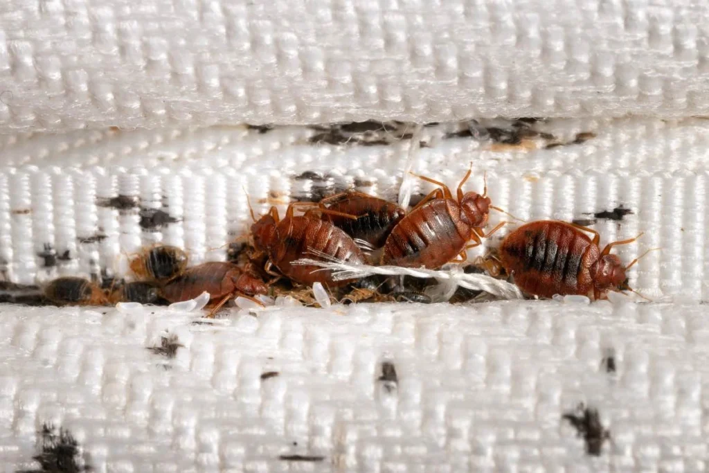 Why Bed Bugs Appear in Alpharetta Homes