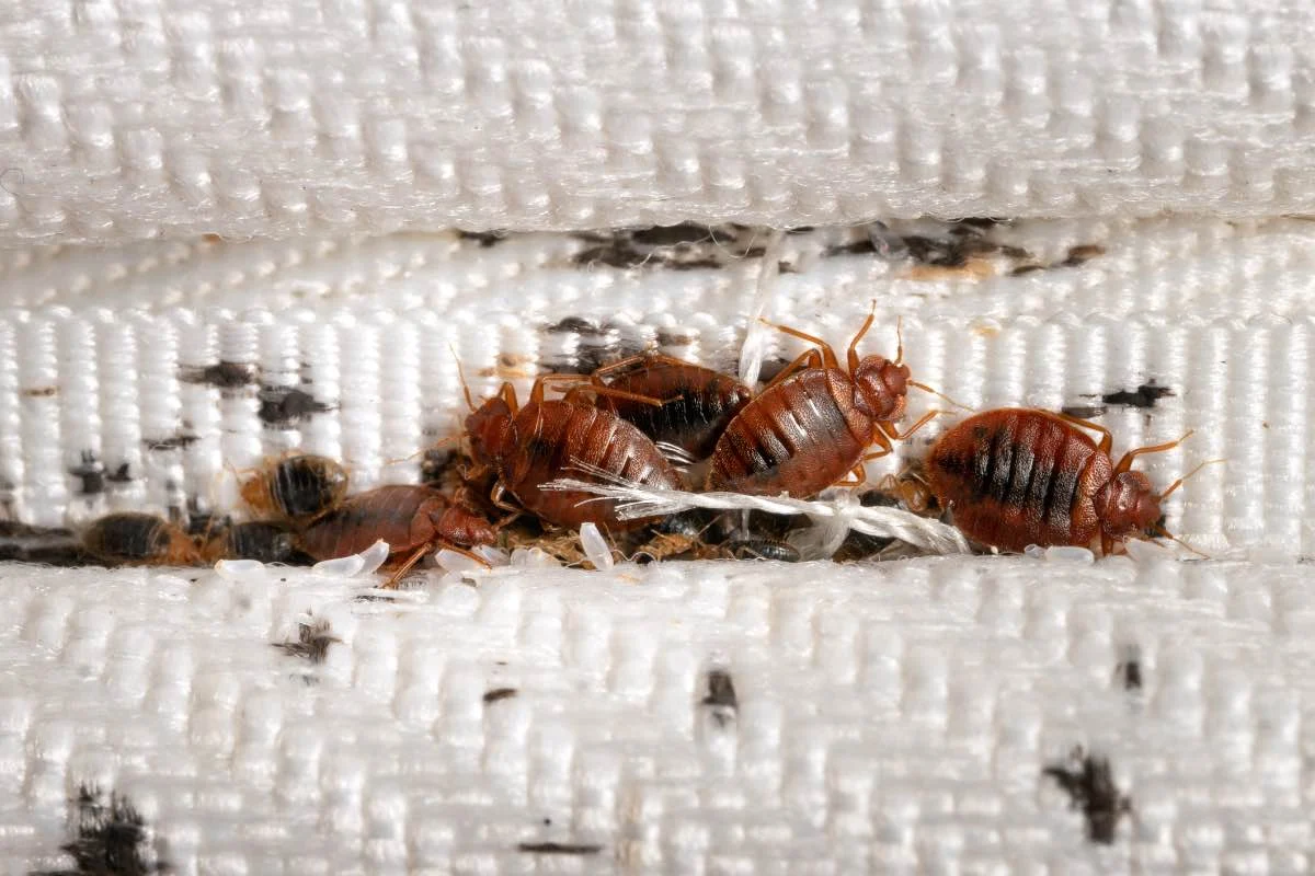 Why Bed Bugs Appear in Alpharetta Homes