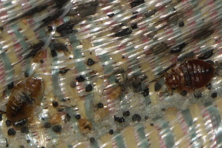 Why Bed Bugs Appear in Gulfport Homes