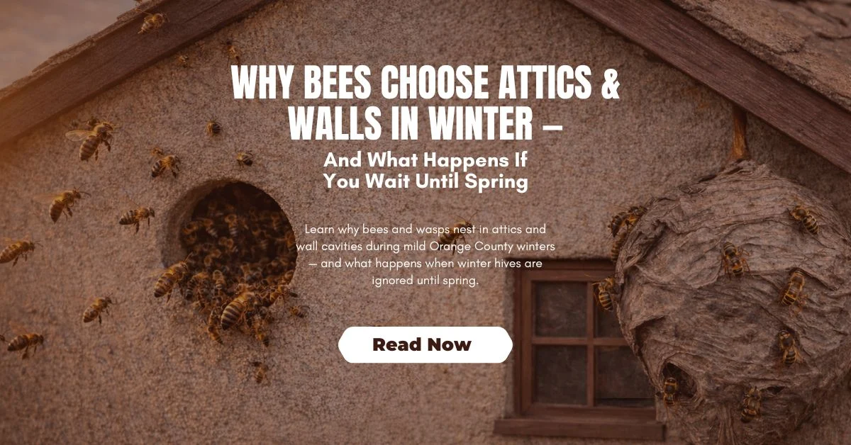 Why Bees Choose Certain Spots in Your Home