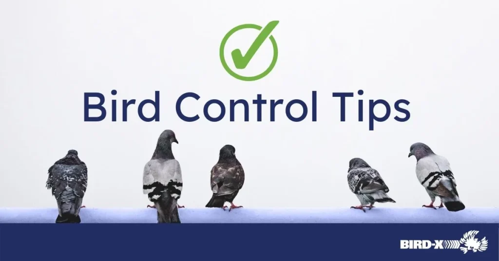 Why Bird Control Is Necessary for Homeowners
