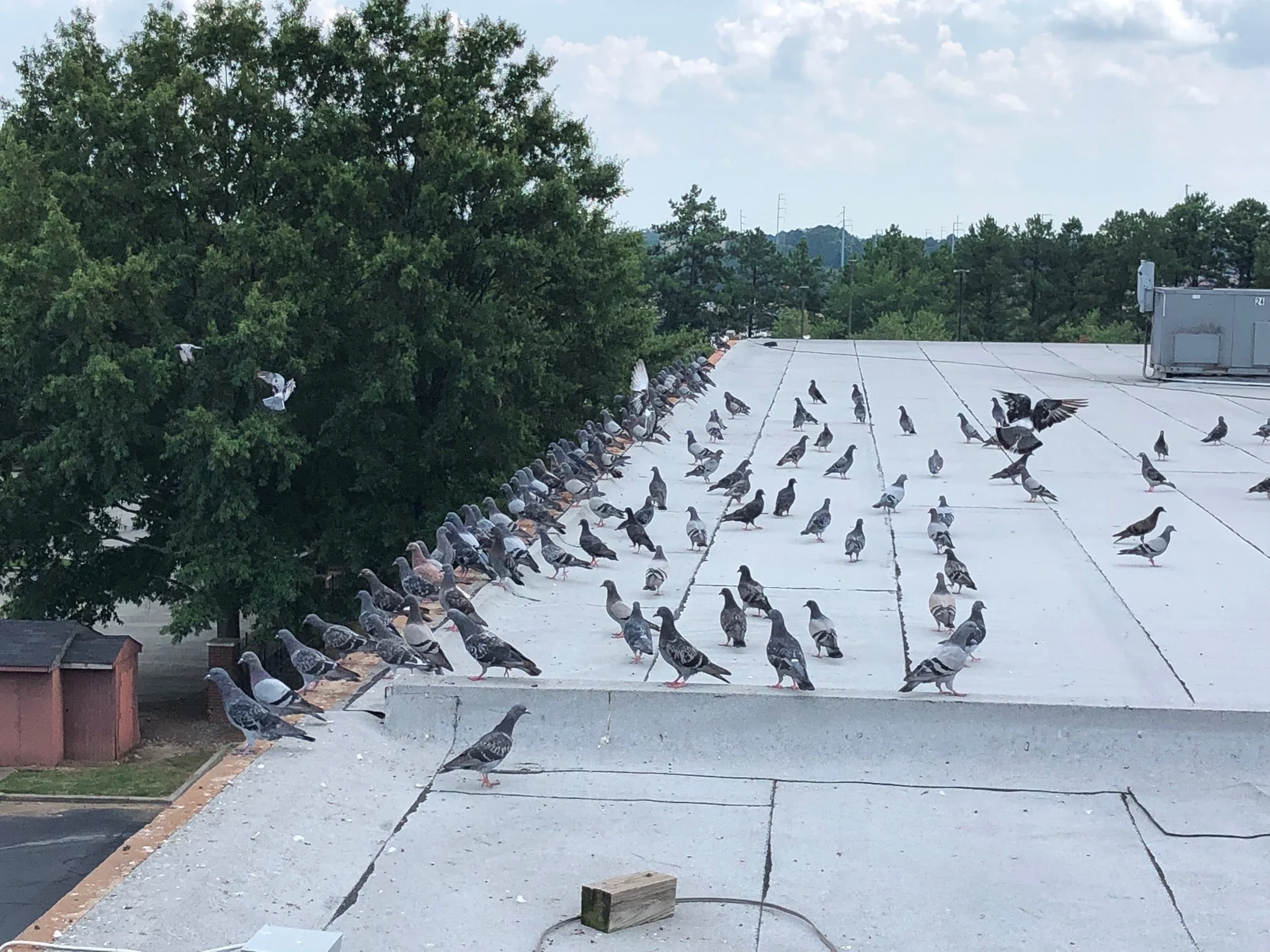Why Bird Removal Atlanta Is Often Needed