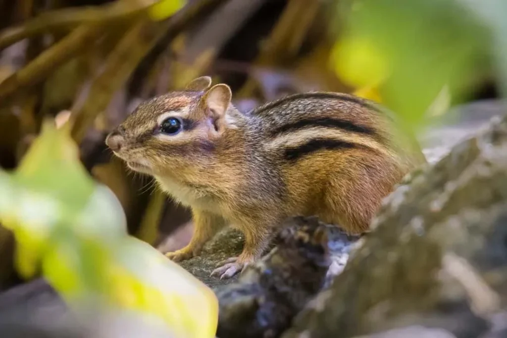 why chipmunks appear in homes: biology, food, and shelter