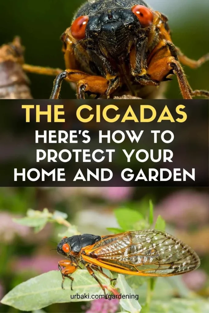 Why Cicadas Appear Near Homes