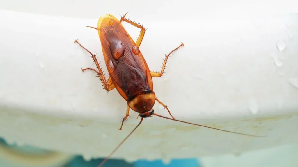 Why Cockroaches Appear in Homes
