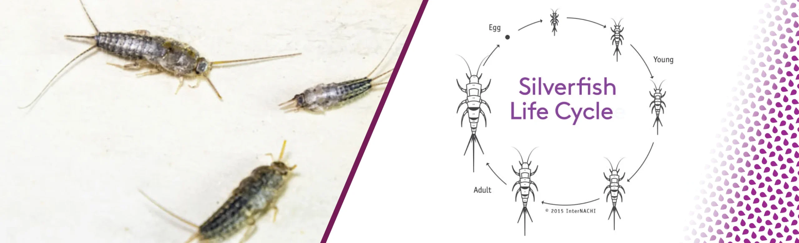 why did i see a silverfish? Biological Reasons for Their Presence