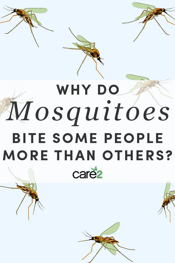Why do mosquitoes bite some people more than others?