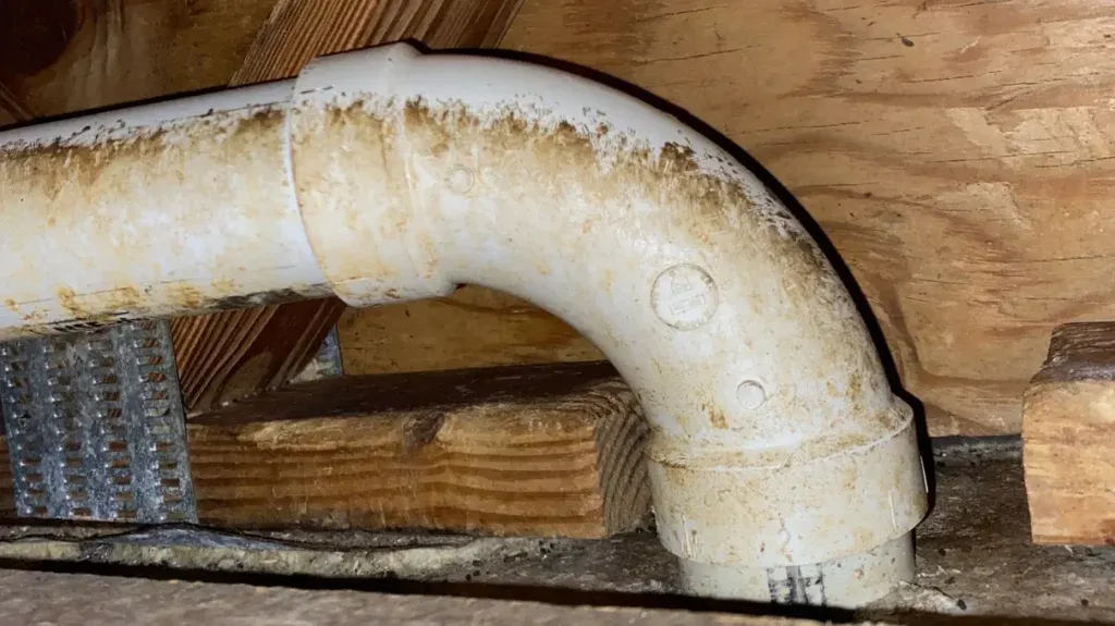Why Does Rat Grease Appear in Homes?