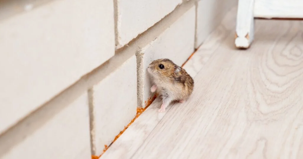Why Mice Appear in Homes