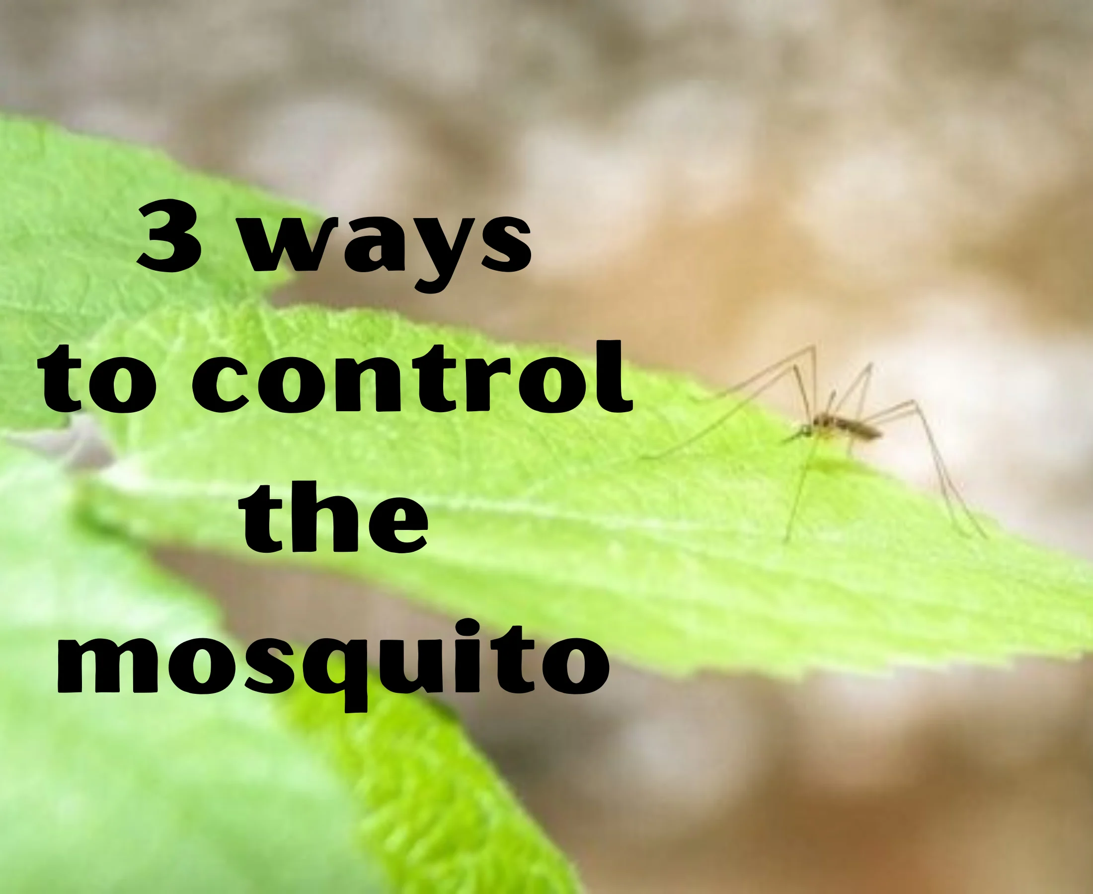 Why Mosquito Control Atlanta Is Essential Year‑Round