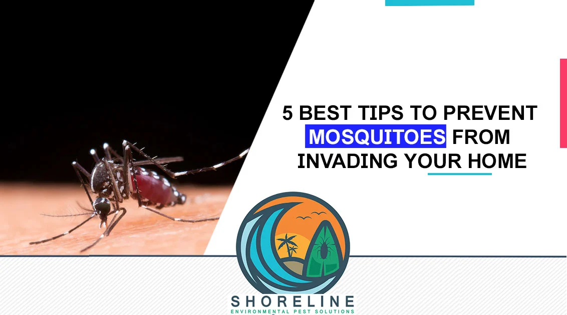 Why Mosquitoes Invade Your Home