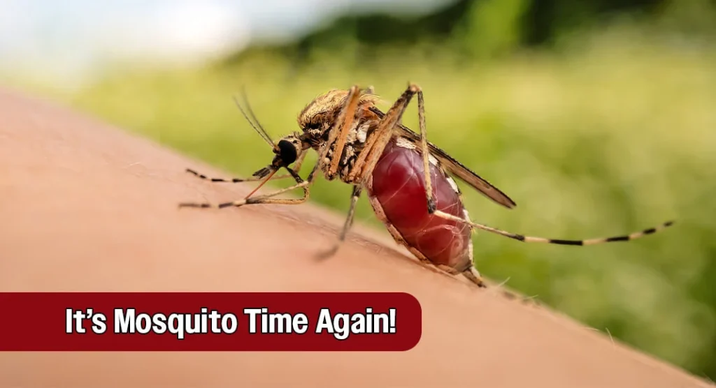 Why Mosquitoes Thrive in Palm Harbor Homes
